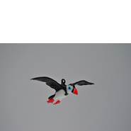 Puffin Glass Ornament in Flight