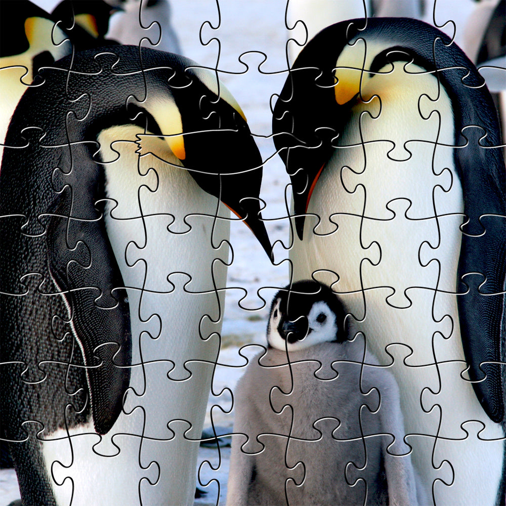 Emperor Penguin Teaser Puzzle